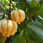 Ungewöhnliche Früchte mit schlankmachenden Eigenschaften