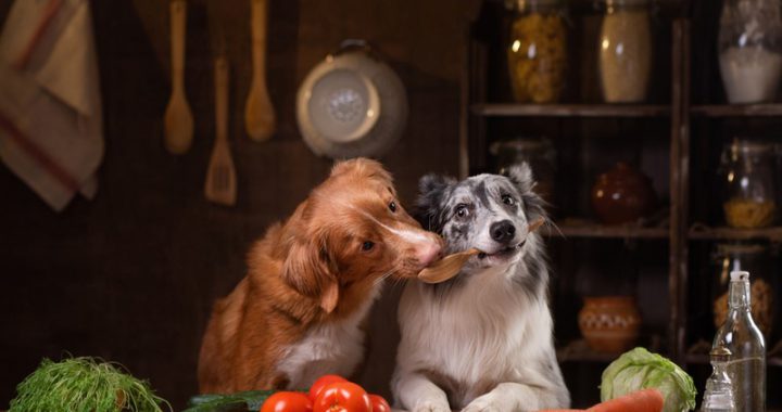 Wählen Sie ein gesundes Hundefutter für die richtige Ernährung Ihres Hundes